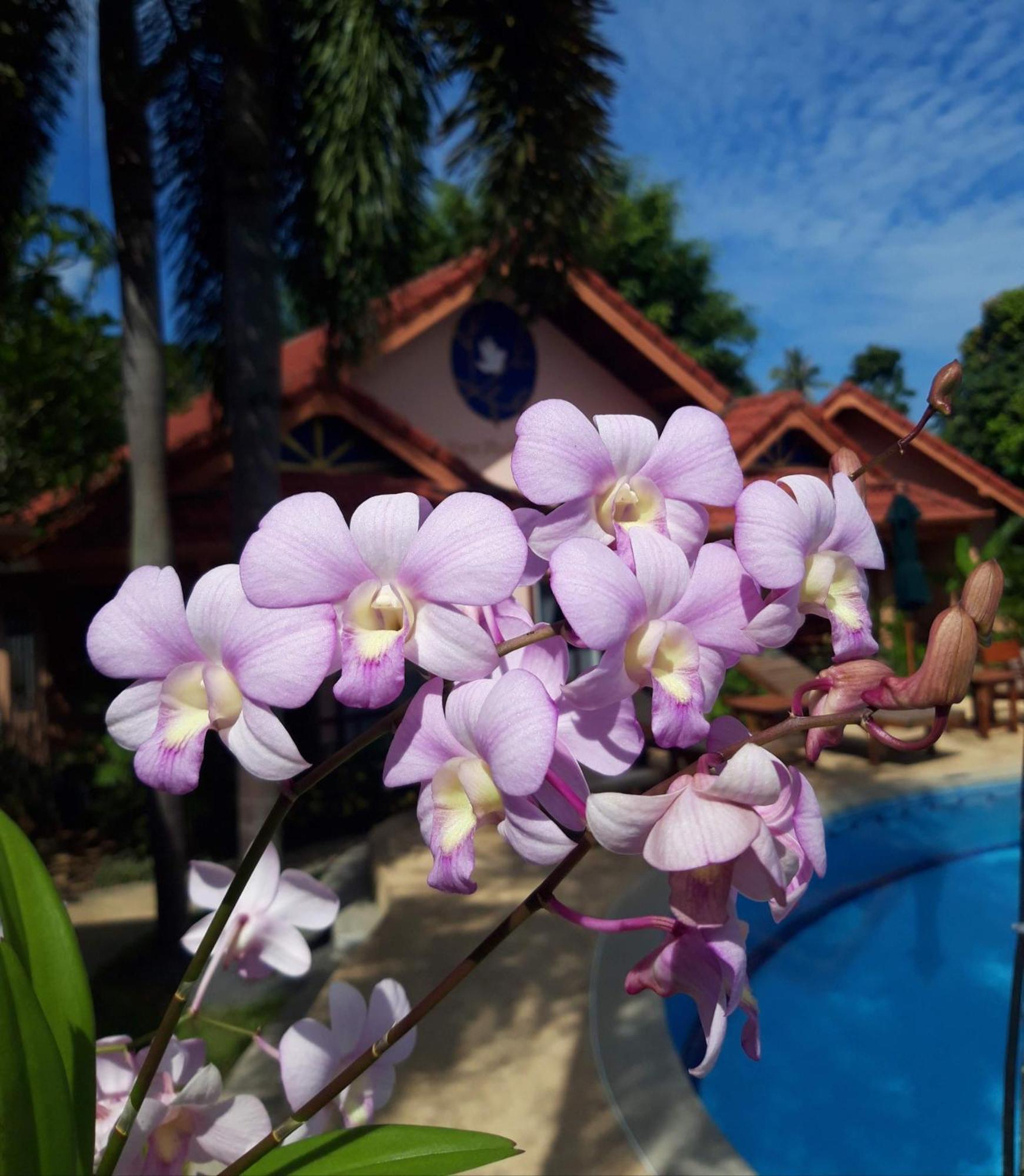 The Pace Phuket Boutique Resort Rawai Exteriér fotografie