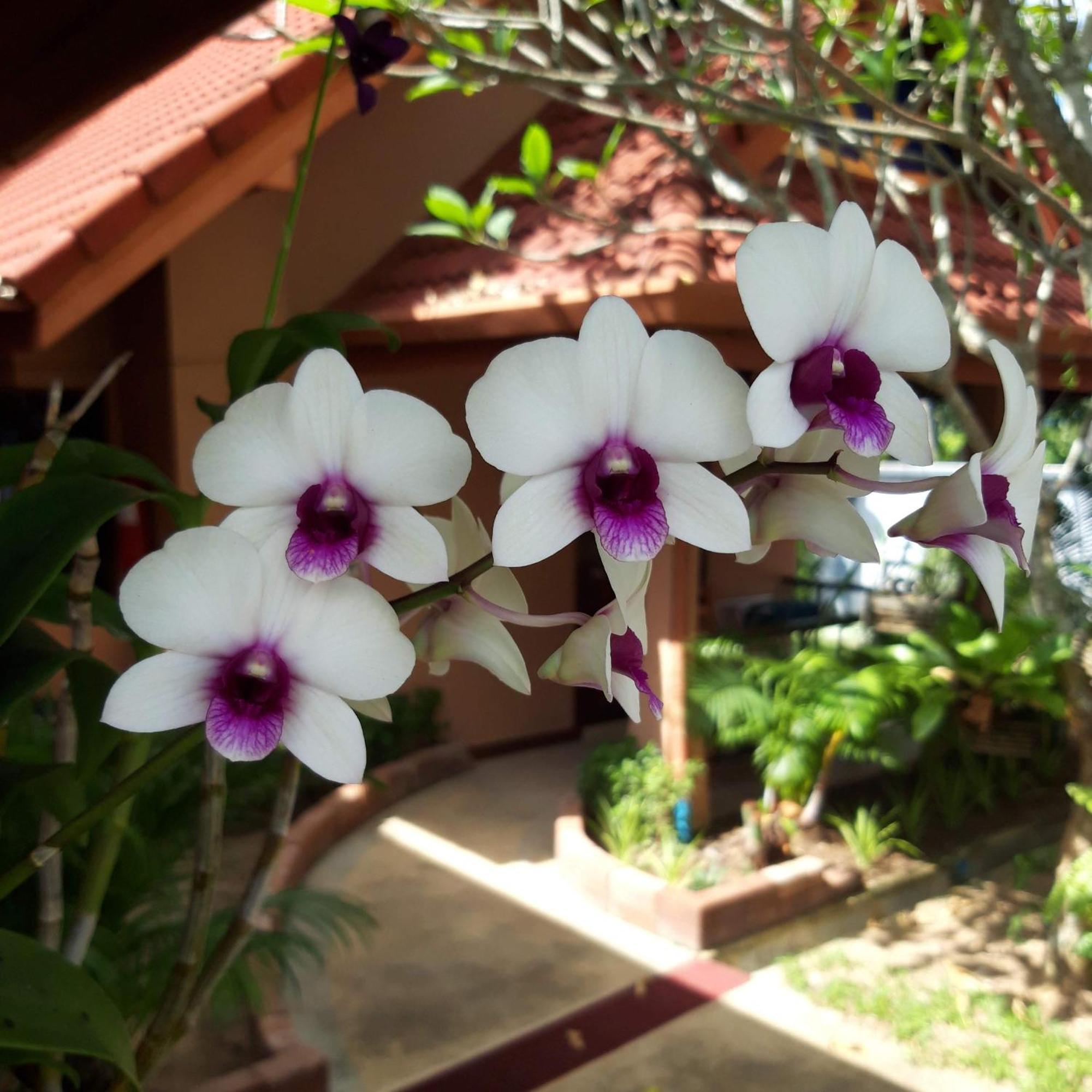 The Pace Phuket Boutique Resort Rawai Exteriér fotografie